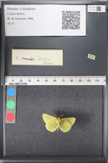 Media type: image; Entomology 124599